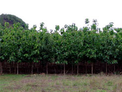 Santiago Teak Plantation