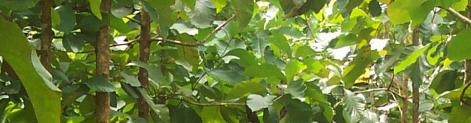 Panama Teak Forestry