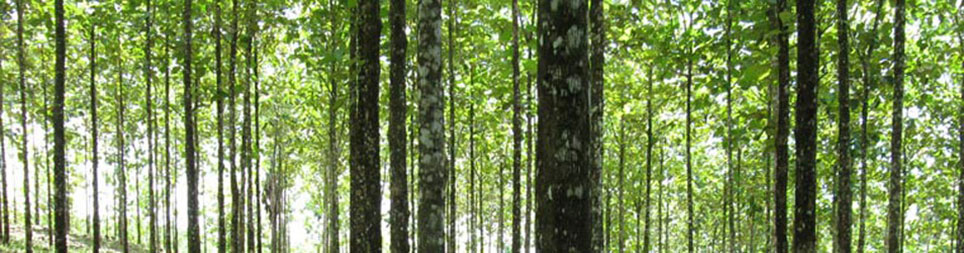 Panama Teak Forestry