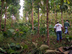 Sona 1 Teak Plantation